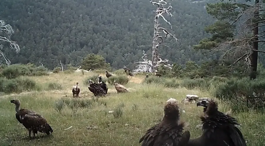 Edades en el buitre negro