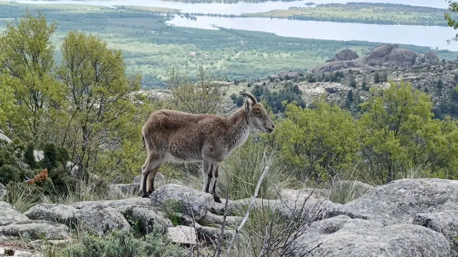 Vigilancia silenciosa: salud de la fauna silvestre