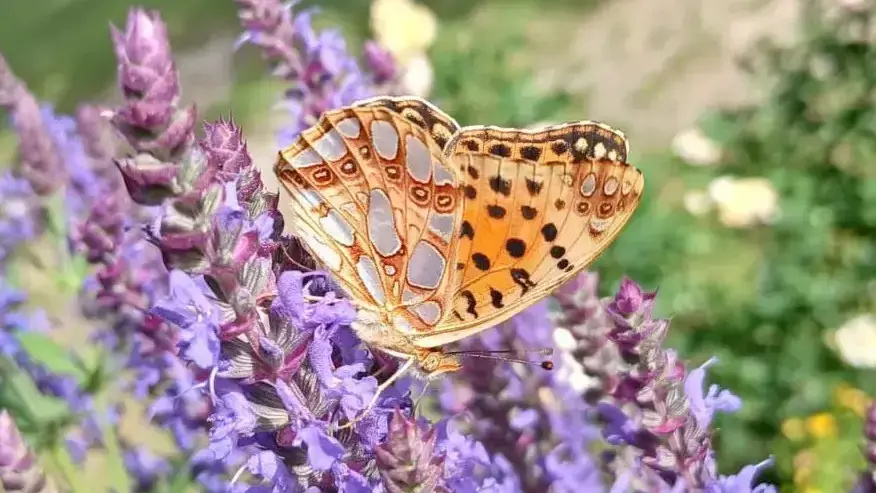 Empezamos el seguimiento a largo plazo de mariposas: eBMS
