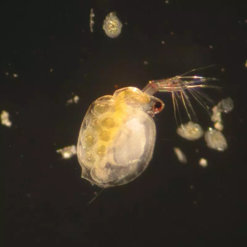 zooplancton