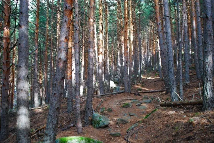 Naturalización de pinares en Canto Cochino
