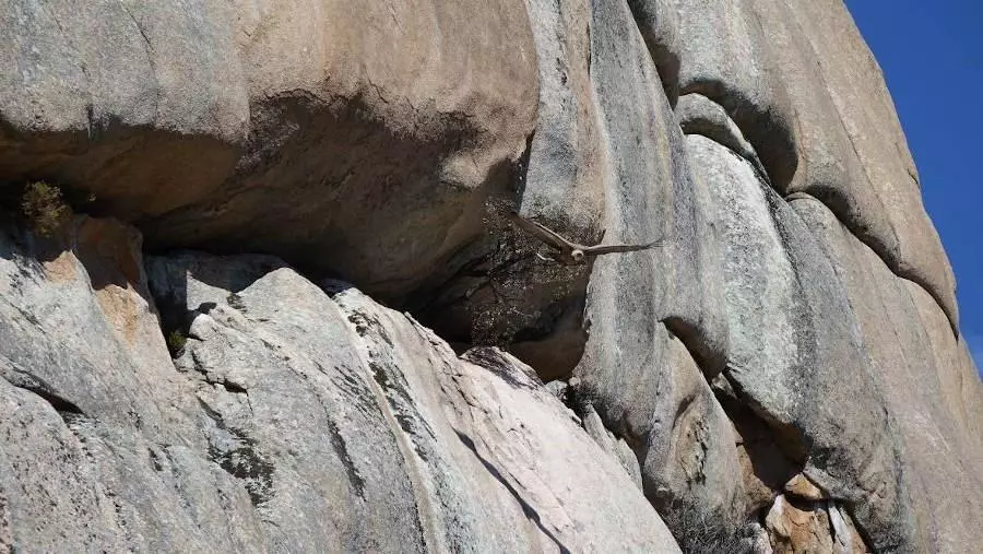Aves en las rocas
